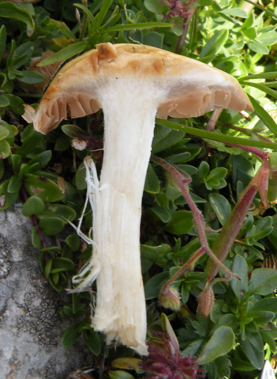 Funghi dei prati trentini